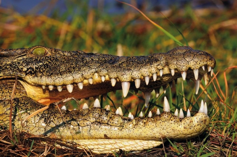 The Wild Side of Africa The Wild Side of Africa