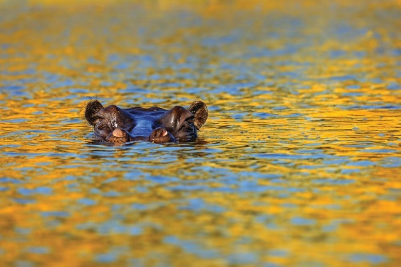 The Wild Side of Africa The Wild Side of Africa