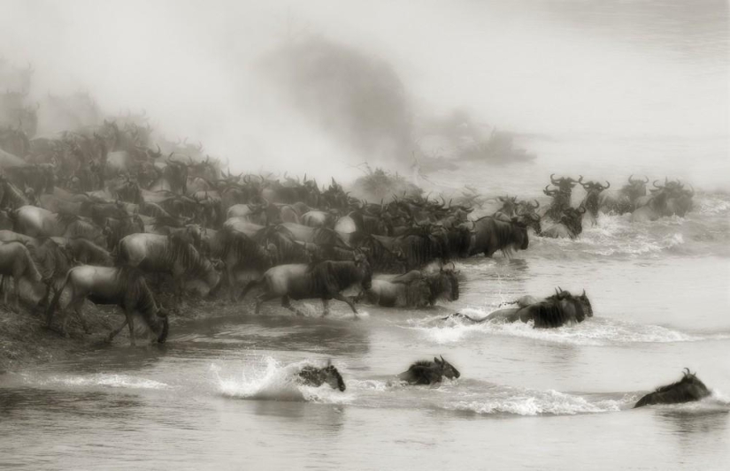 The Wild Side of Africa The Wild Side of Africa