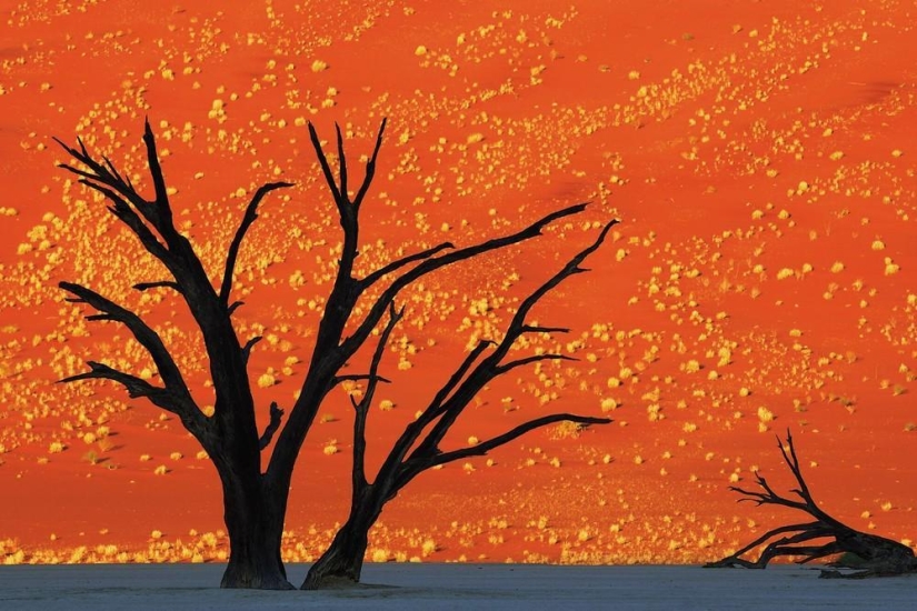 The Wild Side of Africa The Wild Side of Africa