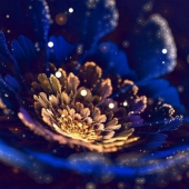 The Wonders of Fractal Graphics