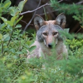 There are already more than a million of them: people have created a new predator that is taking over the northeast of the USA