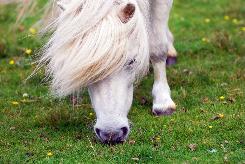 There are more ponies on this fabulous island than people