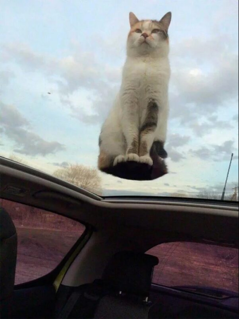 There is no attraction anymore: 30 cats who wanted to spit on the laws of physics