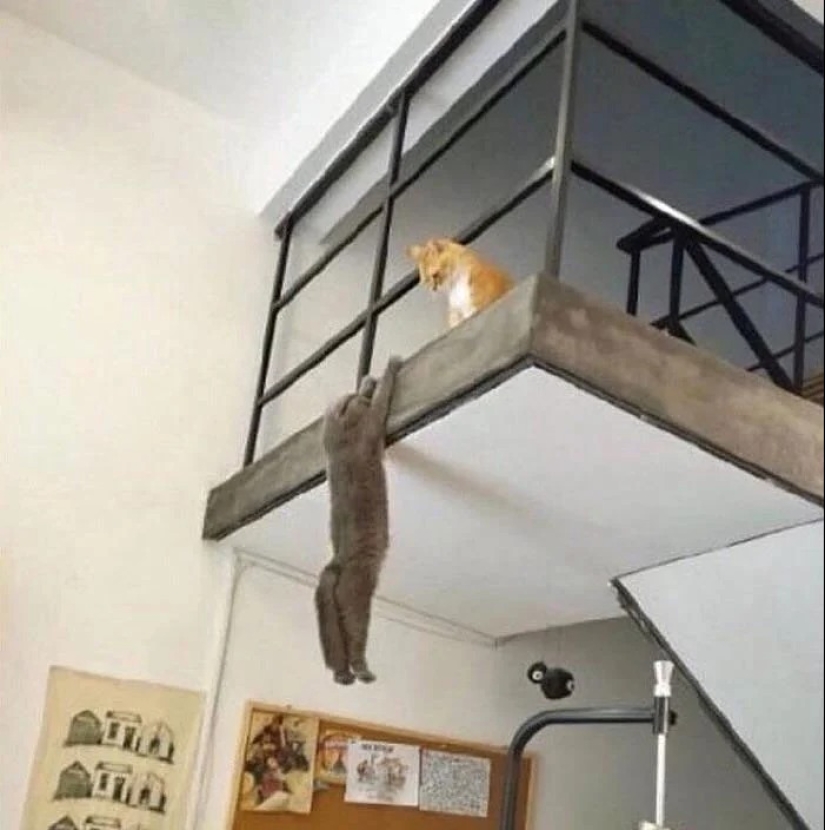 There is no attraction anymore: 30 cats who wanted to spit on the laws of physics