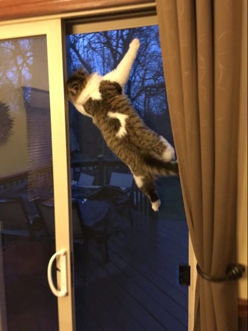 There is no attraction anymore: 30 cats who wanted to spit on the laws of physics