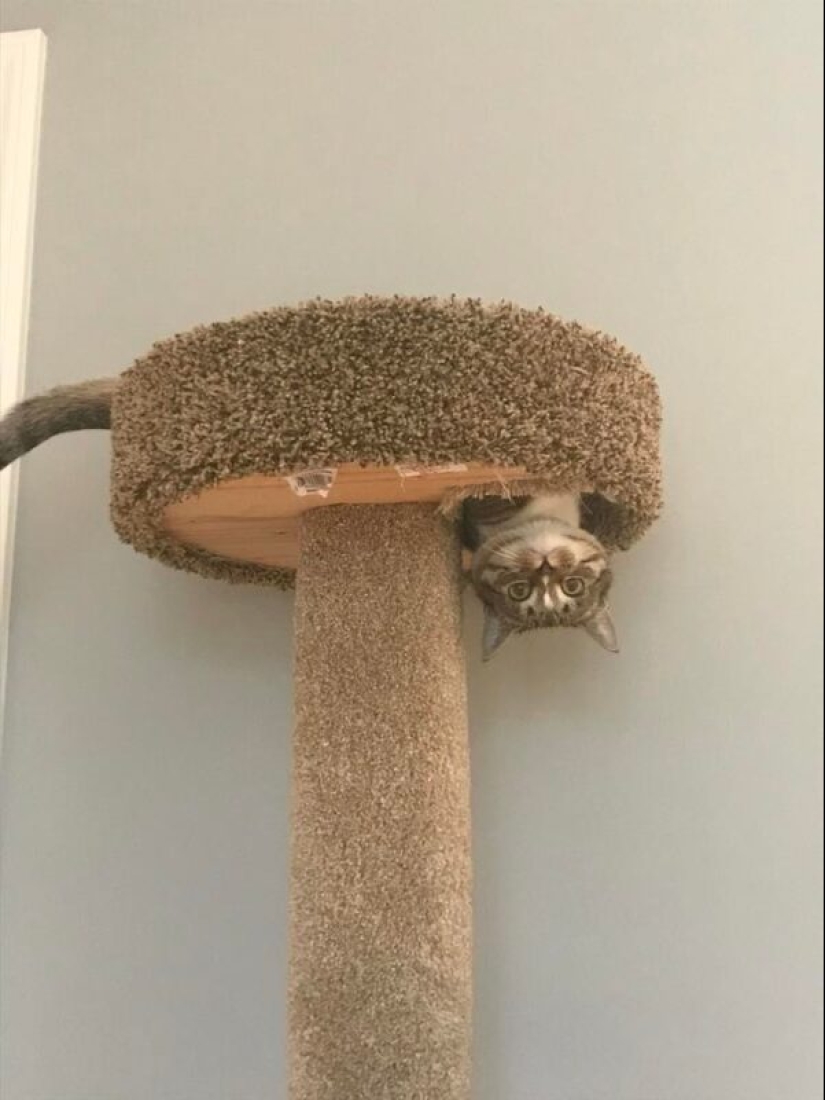 There is no attraction anymore: 30 cats who wanted to spit on the laws of physics