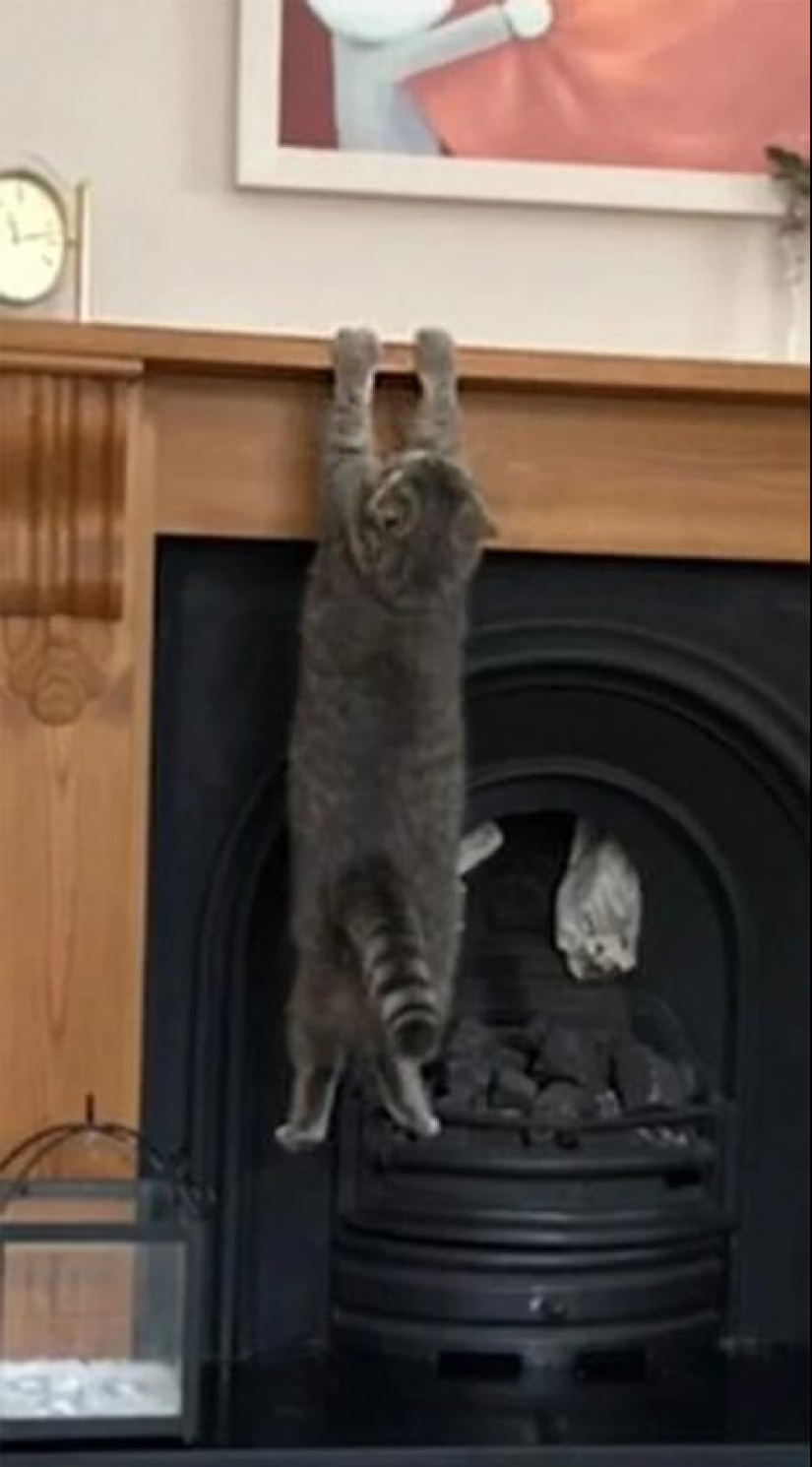 There is no attraction anymore: 30 cats who wanted to spit on the laws of physics