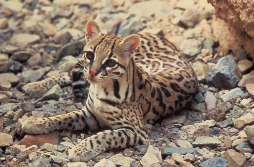 These adorable ocelots These adorable ocelots