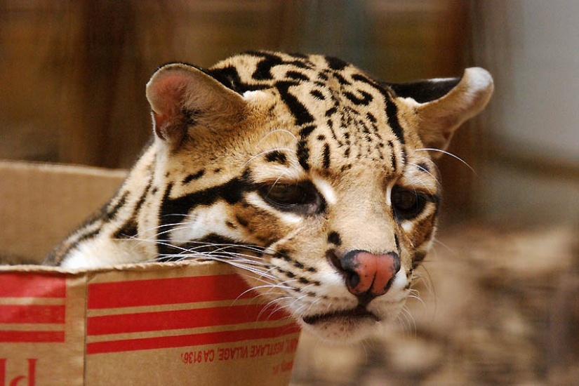 These adorable ocelots These adorable ocelots