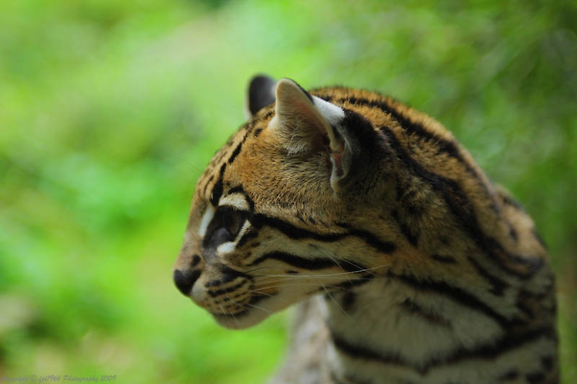 These adorable ocelots These adorable ocelots