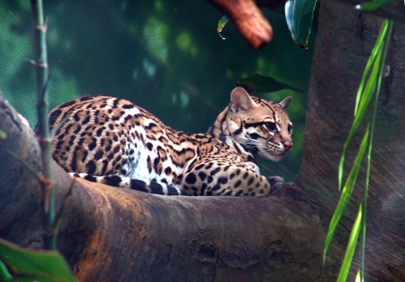 These adorable ocelots These adorable ocelots