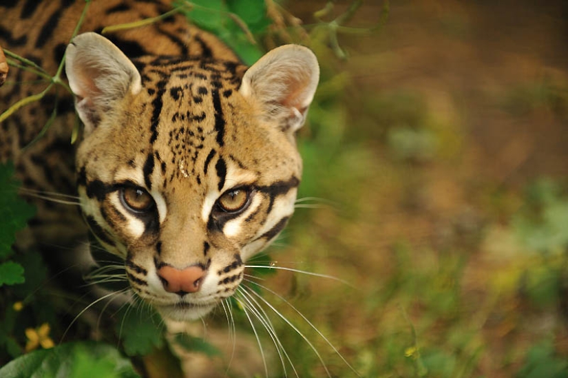 These adorable ocelots These adorable ocelots