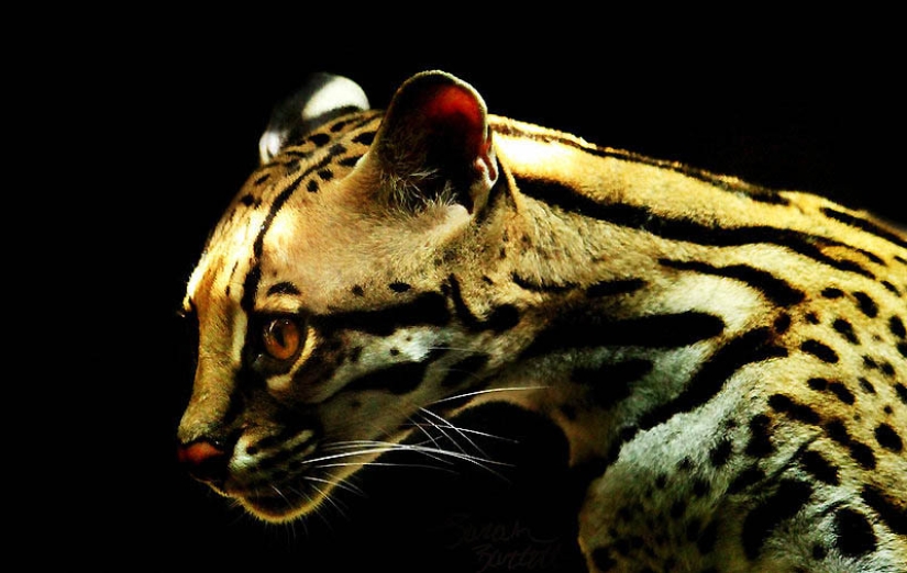 These adorable ocelots These adorable ocelots