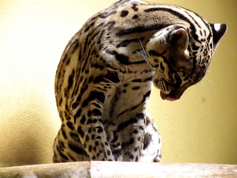 These adorable ocelots These adorable ocelots