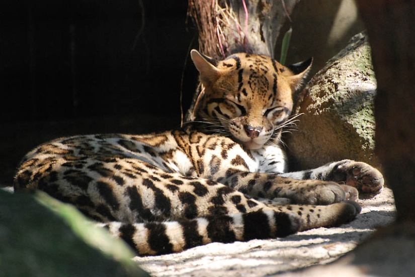 These adorable ocelots These adorable ocelots