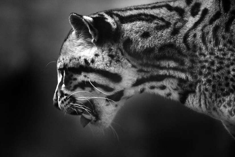 These adorable ocelots These adorable ocelots