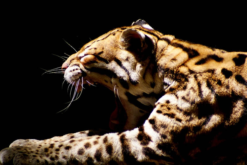 These adorable ocelots These adorable ocelots