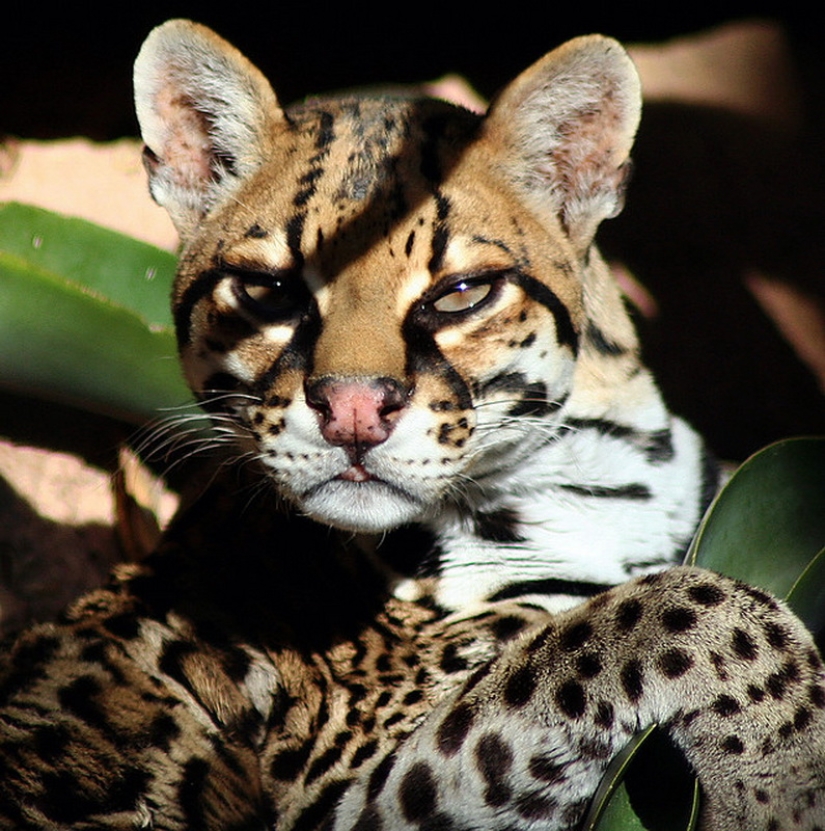 These adorable ocelots These adorable ocelots