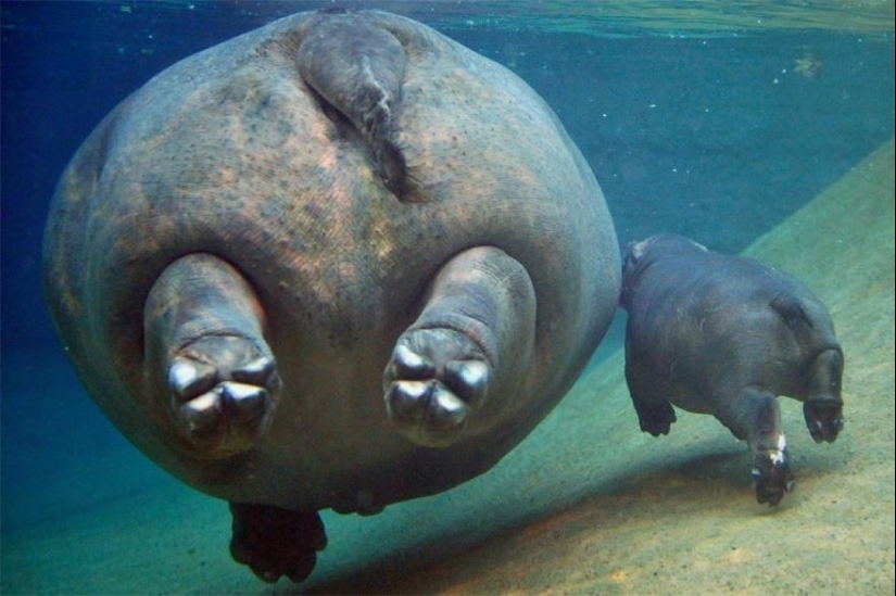 These animals will teach you to be good parents These animals will teach you to be good parents