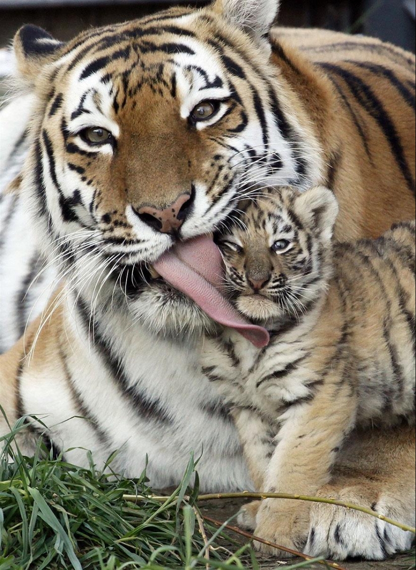 These animals will teach you to be good parents These animals will teach you to be good parents