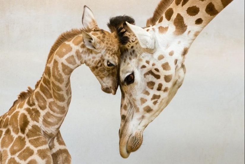These animals will teach you to be good parents These animals will teach you to be good parents
