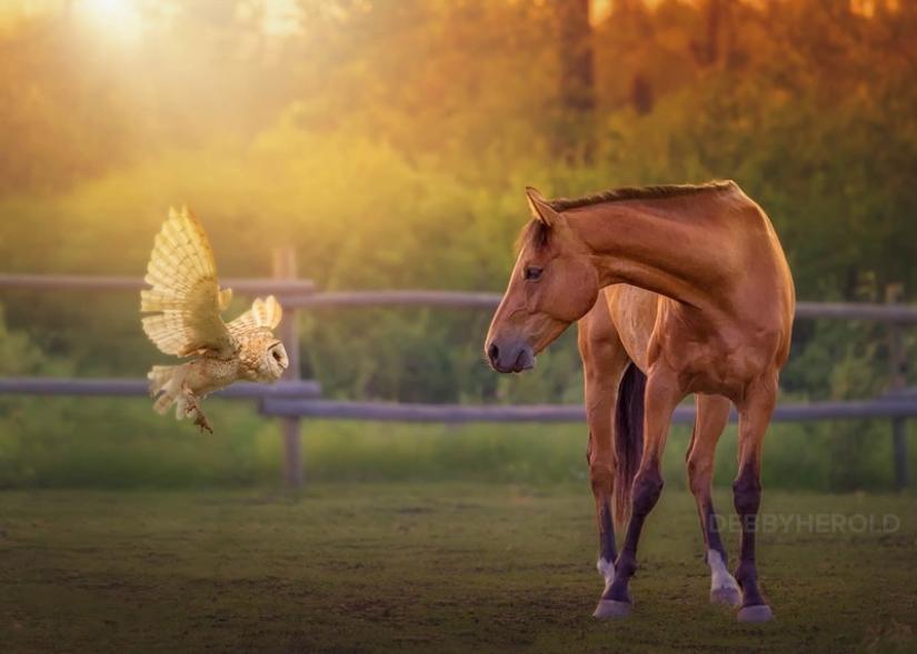 These are the 100 most valuable pictures of owls of all time These are the 100 most valuable pictures of owls of all time