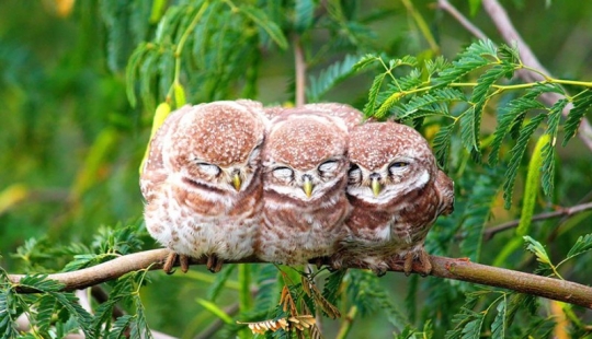 These birds know how to cuddle!