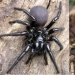 They are already crawling for you: top 10 creepy Australian killer spiders