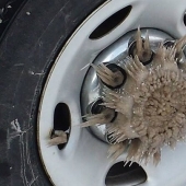 This incredible world! 17 pictures that will surprise you