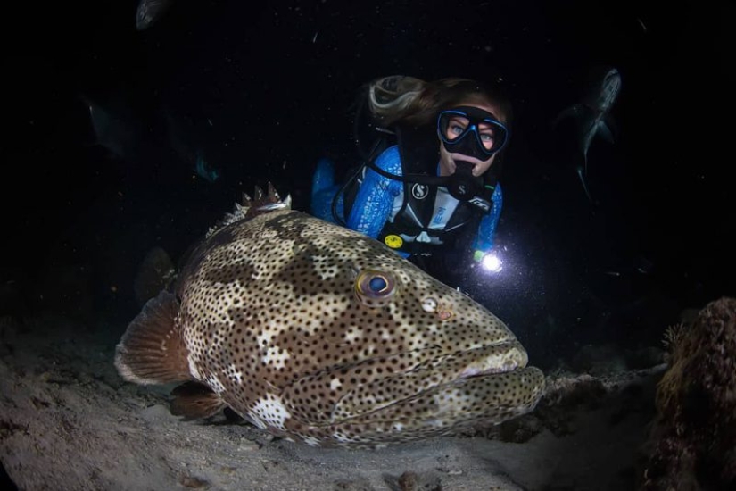 Todo el mundo llama a las imágenes con photoshop, pero son reales: imágenes increíbles de un buzo y el mundo submarino Todo el mundo llama a las imágenes con photoshop, pero son reales: imágenes increíbles de un buzo y el mundo submarino
