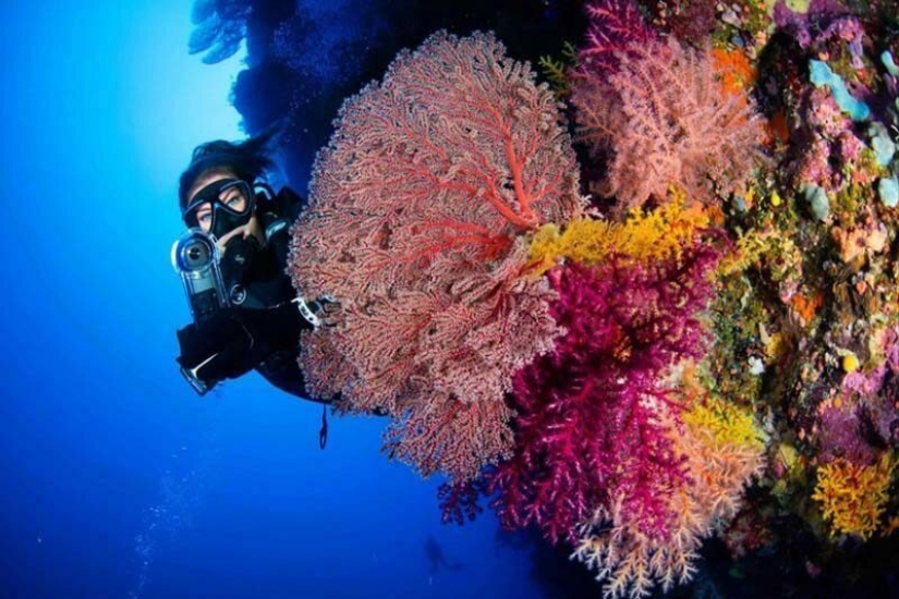 Todo el mundo llama a las imágenes con photoshop, pero son reales: imágenes increíbles de un buzo y el mundo submarino Todo el mundo llama a las imágenes con photoshop, pero son reales: imágenes increíbles de un buzo y el mundo submarino