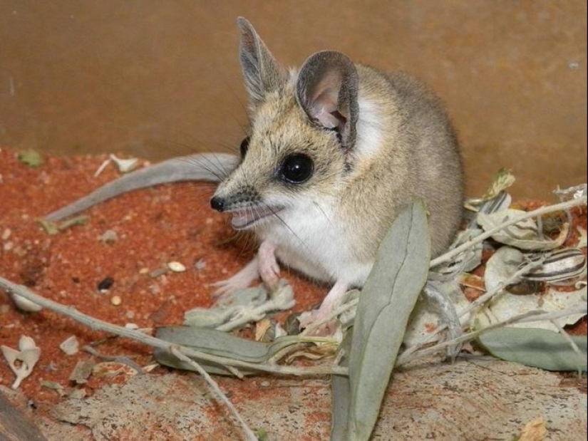 Top 10 most loving animals Top 10 most loving animals