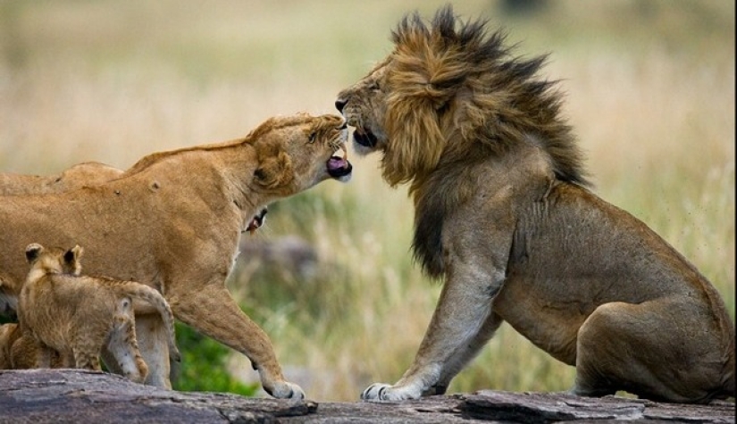 Top 10 most loving animals Top 10 most loving animals