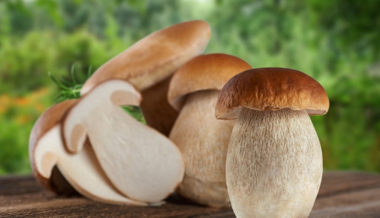 Top 10 Mushrooms: Kings of the Forest