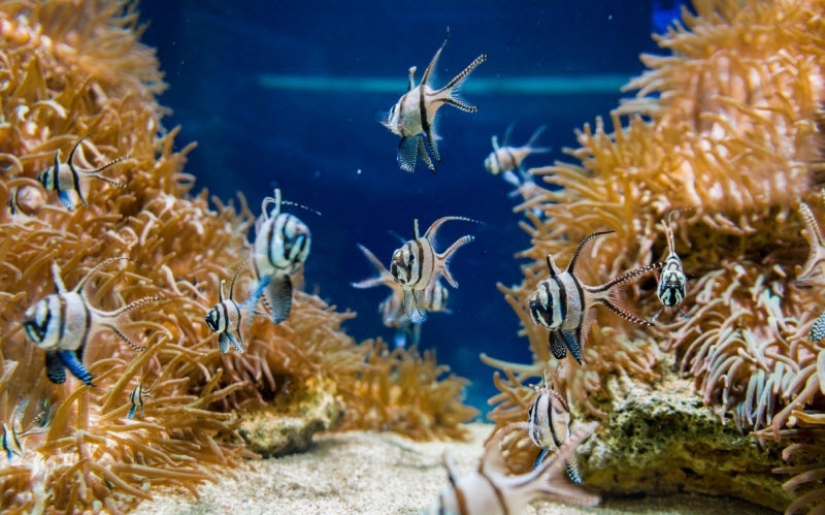 Top 15 más increíble de sexo leyes de todo el mundo Top 15 más increíble de sexo leyes de todo el mundo