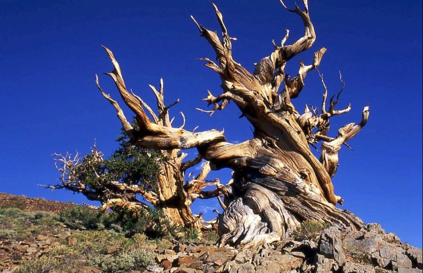 Trees that time itself is afraid of: the oldest of the Bristlecone pines is more than 4.7 thousand years old
