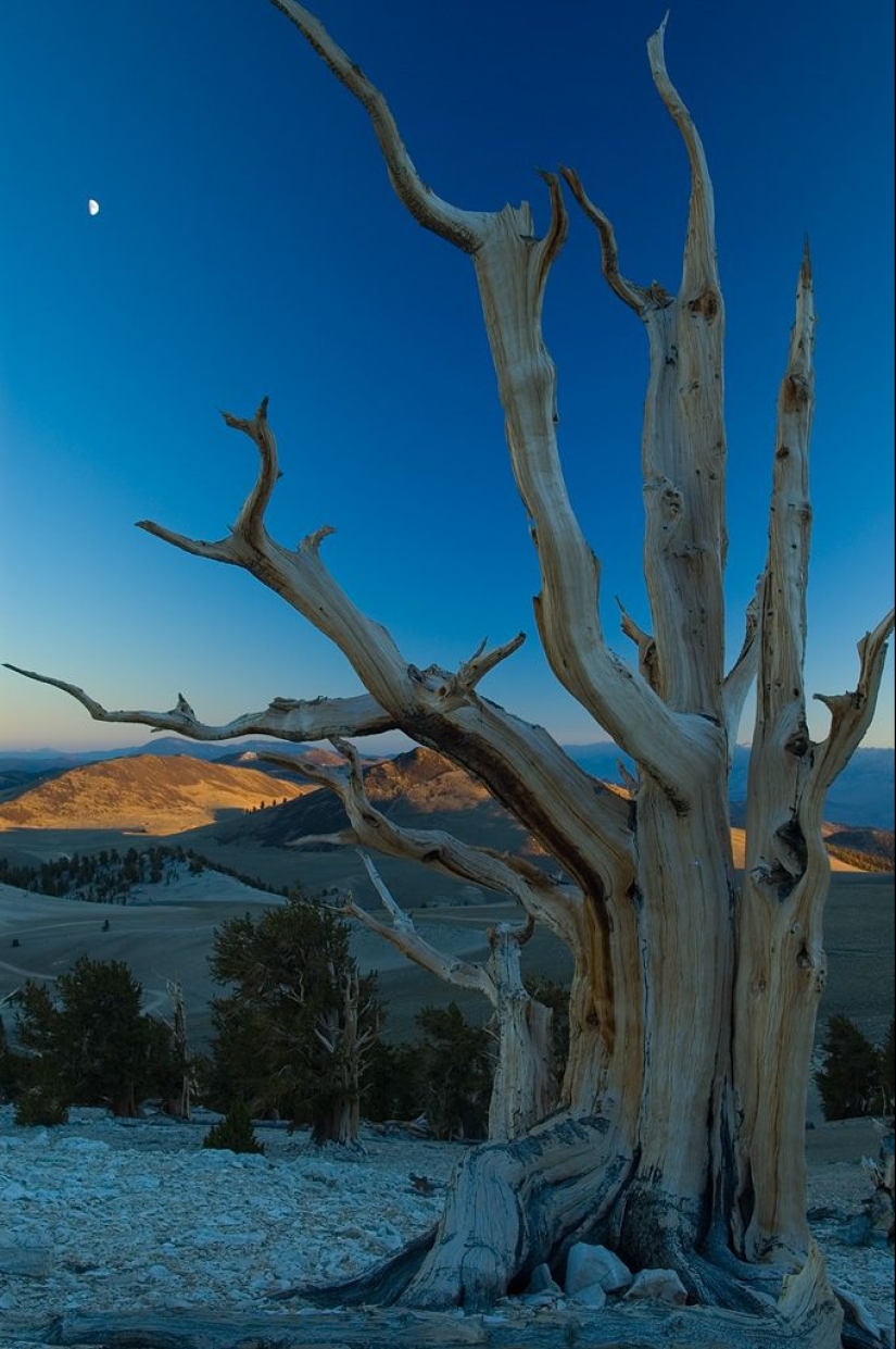Trees that time itself is afraid of: the oldest of the Bristlecone pines is more than 4.7 thousand years old