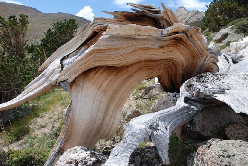 Trees that time itself is afraid of: the oldest of the Bristlecone pines is more than 4.7 thousand years old