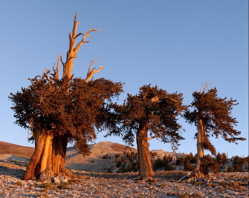 Trees that time itself is afraid of: the oldest of the Bristlecone pines is more than 4.7 thousand years old