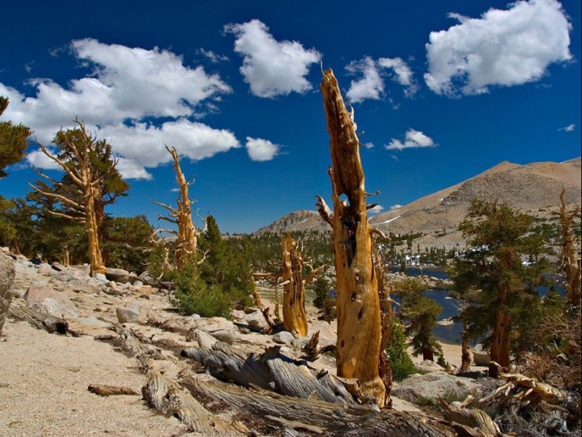 Trees that time itself is afraid of: the oldest of the Bristlecone pines is more than 4.7 thousand years old