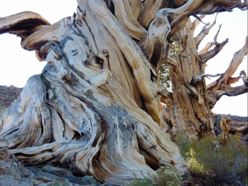 Trees that time itself is afraid of: the oldest of the Bristlecone pines is more than 4.7 thousand years old
