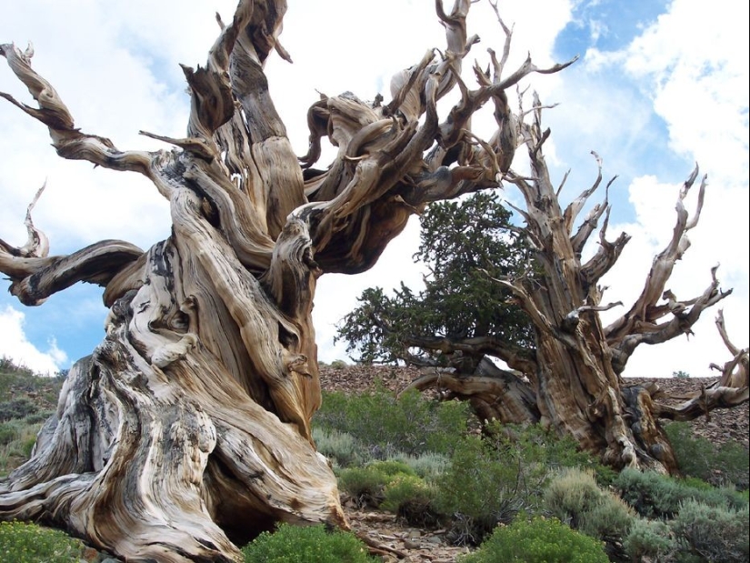 Trees that time itself is afraid of: the oldest of the Bristlecone pines is more than 4.7 thousand years old