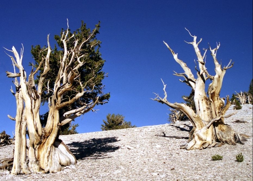 Trees that time itself is afraid of: the oldest of the Bristlecone pines is more than 4.7 thousand years old
