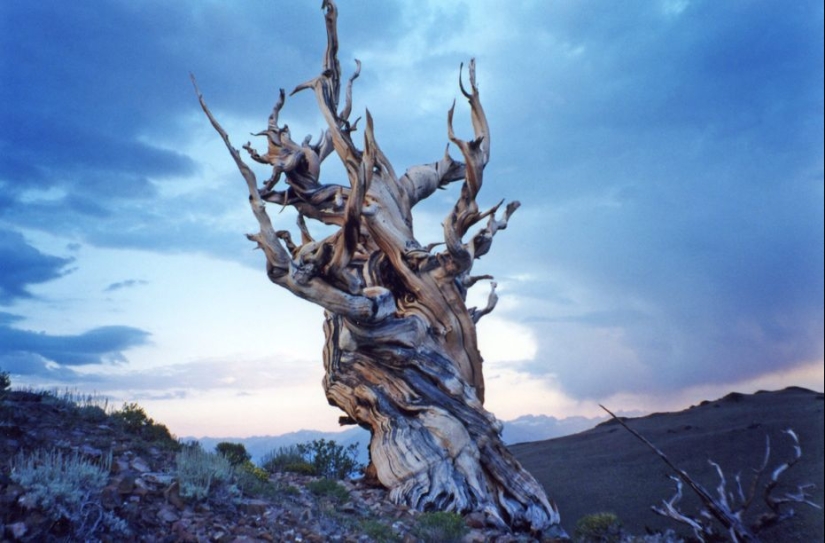 Trees that time itself is afraid of: the oldest of the Bristlecone pines is more than 4.7 thousand years old