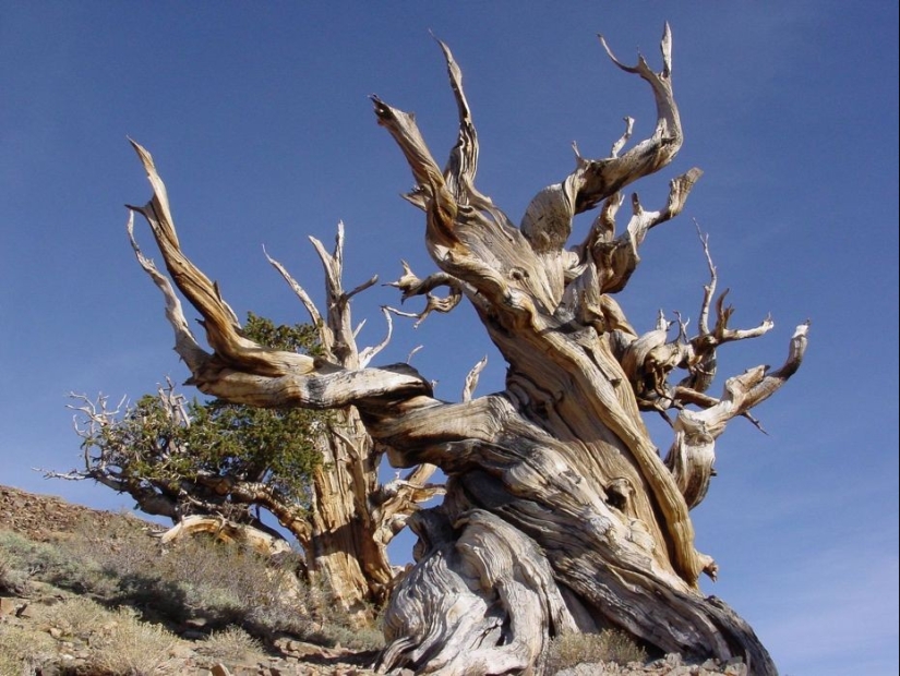 Trees that time itself is afraid of: the oldest of the Bristlecone pines is more than 4.7 thousand years old