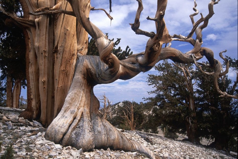 Trees that time itself is afraid of: the oldest of the Bristlecone pines is more than 4.7 thousand years old