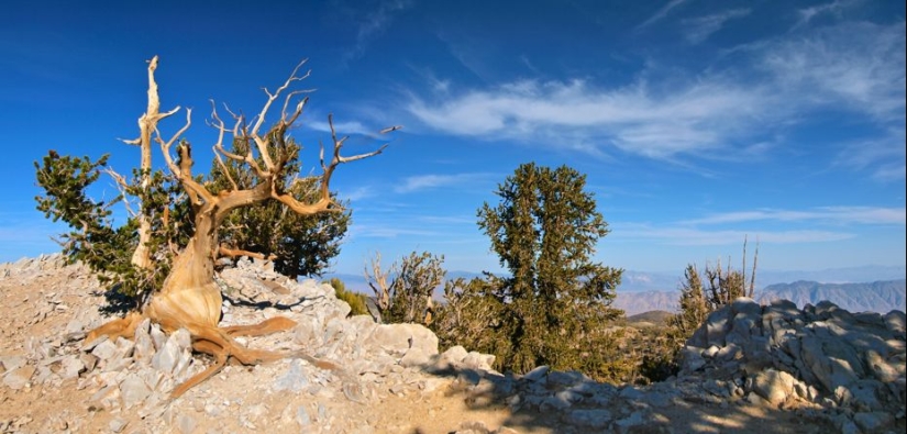 Trees that time itself is afraid of: the oldest of the Bristlecone pines is more than 4.7 thousand years old