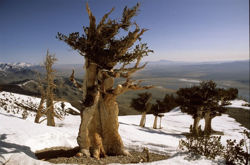 Trees that time itself is afraid of: the oldest of the Bristlecone pines is more than 4.7 thousand years old