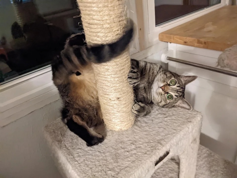 "Tu gato se rompió": 22 fotos de gatos con las que claramente hay algo mal "Tu gato se rompió": 22 fotos de gatos con las que claramente hay algo mal